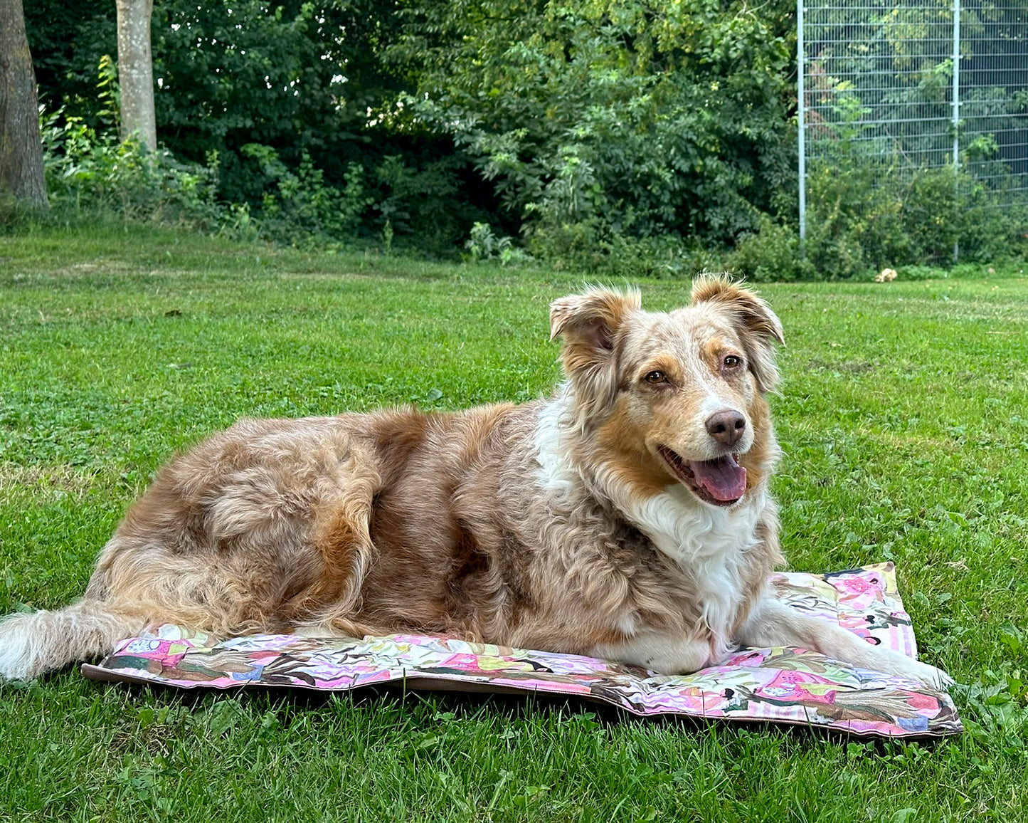 Hundedecke Kalea 60x80 cm – mit wasserabweisender Unterseite | Faltbare Reise- & Outdoor-Decke für Hunde